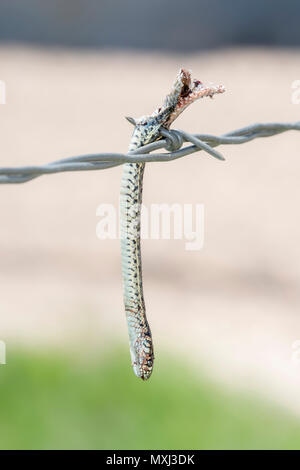 Ebenen Garter Snake (Thamnophis Radix) aufgespiesst auf Stacheldraht von einem unechten Shrike Stockfoto