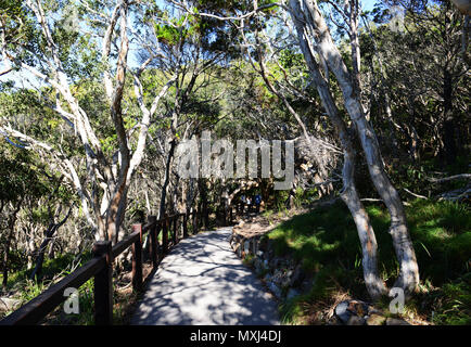 Wanderer und Surfer auf dem Coastal Trail in Noosa Nationalpark in Queensland. Stockfoto