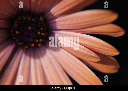 Sonnenbaden Osteospermum. Stockfoto