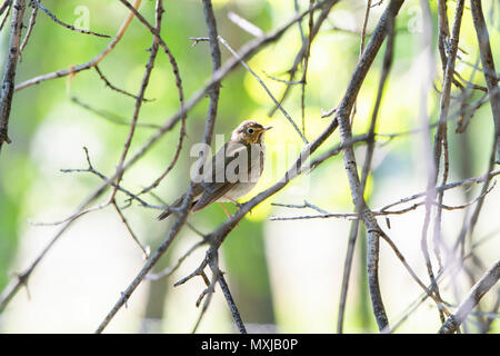 Zwergdrossel (Catharus ustulatus) in einen Baum in Colorado gehockt Stockfoto