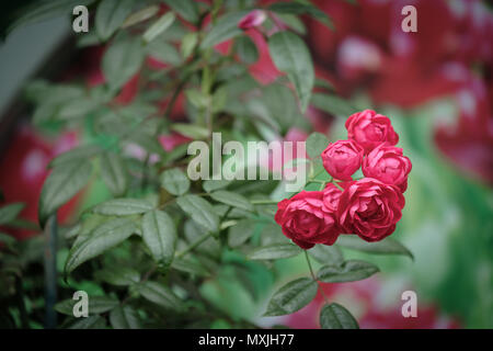 Schöne rote Kletterrosen im Frühjahr in den Garten. Stockfoto