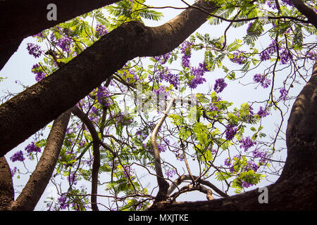 Der Wurm Auge geschossen von einem grünen und hohen Baum mit violetten Blüten. Stockfoto