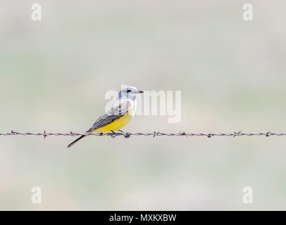 Western Kingbird (tyrannus Verticalis) auf Stacheldraht auf dem Grasland von Colorado gehockt Stockfoto