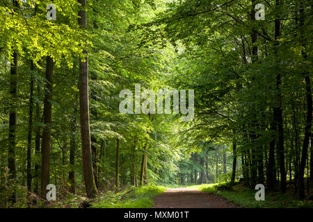 Deutschland, Frühjahr in einem Wald am Ardey Ruhrhoehenweg in den Bergen in der Nähe von Wetter an der Ruhr. Deutschland, Fruehling im Wald bin Ruhrhoehenwe Stockfoto