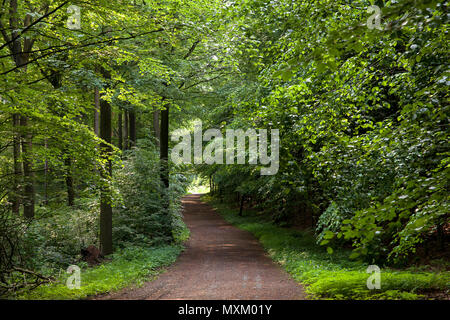 Deutschland, Frühjahr in einem Wald am Ardey Ruhrhoehenweg in den Bergen in der Nähe von Wetter an der Ruhr. Deutschland, Fruehling im Wald bin Ruhrhoehenwe Stockfoto