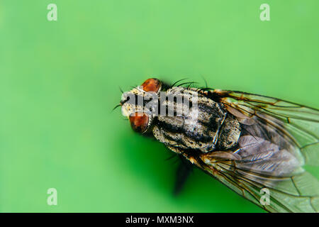 Stubenfliege (Musca domestica) mit zwei großen facettenaugen extreme Makro Nahaufnahme Foto von oben Perspektive. Großen grünen Hintergrund unscharf Wegen Stockfoto