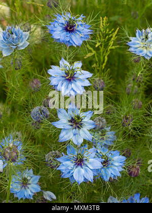 Liebe-in-a-mist Nigella damascena Stockfoto