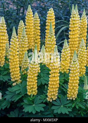 Lupinus "Desert Sun" in Garten Grenze Stockfoto