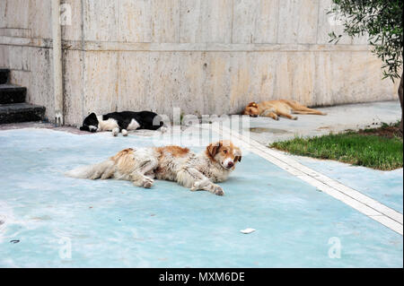 Drei streunende Hunde auf den Bürgersteig in Durrës, Albanien schlafen. Ein Hund ist schwarz und weiß, hat man einen großen Ohrmarke. Freundlich aussehenden Hunden liegen auf dem p Stockfoto