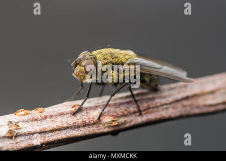 Exotische Fruchtfliege Drosophila Diptera Insekt auf Zweig Stockfoto