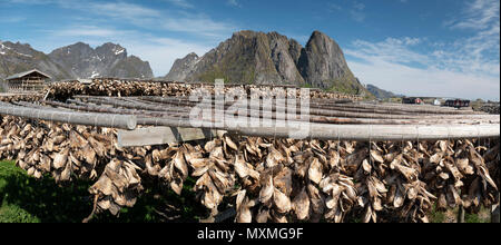 Traditionelle fisch Trocknung in der Lofoten, Norwegen. Stockfoto