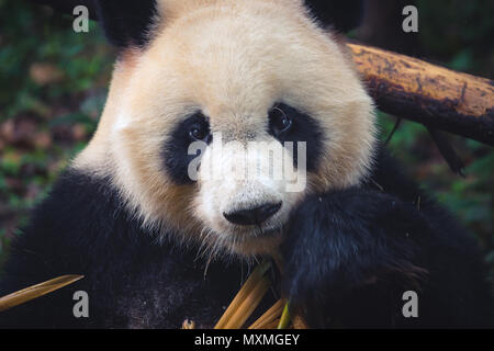 Ein erwachsener Panda essen einen Bambusstock in Nahaufnahme, Porträt bei Tag Stockfoto