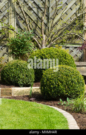 In der Nähe von wunderschönen, gepflegten, privaten Garten mit zeitgenössischem Design, Pflanzen, Sträucher, Kugeln & Ventilator Obst baum - Yorkshire, England, Großbritannien Stockfoto