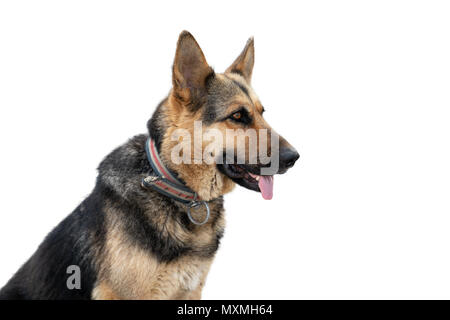 Close up Deutscher Schäferhund isoliert auf weißem Hintergrund. Stockfoto