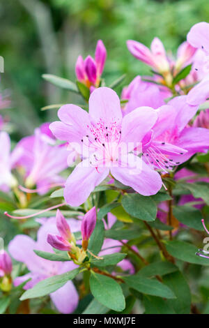 Blühende Azalee Blumen, mit zarten violetten Blüten. Stockfoto