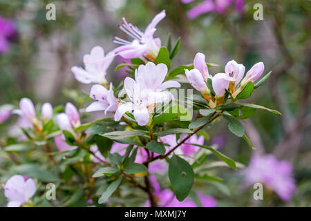 Blühende Azalee Blumen, mit zarten violetten Blüten. Stockfoto