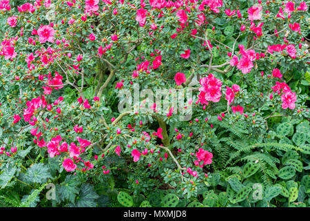 Big Pink Azalee Busch im Garten. Saison von blühenden Azaleen Stockfoto