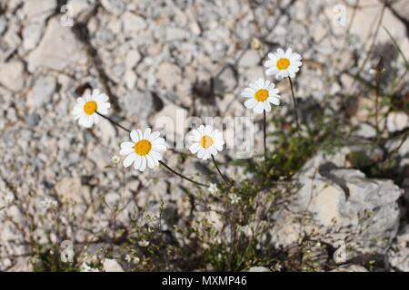 Tanacetum Blumen mit felsigen Hintergrund auf dem Berg Chelmos in Griechenland Stockfoto