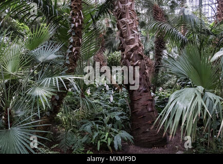 Im Mai Palmengarten, ein botanischer Garten im Main gelegen, Frankfurt am Main, Hessen, Deutschland. Stockfoto