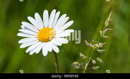 White ox eye Daisy im Frühjahr die Wiese. Leucanthemum vulgare. Gras ährchen Schöne Nahaufnahme. Sunlit Blume von Marguerite. Blurrred grünen Hintergrund. Stockfoto