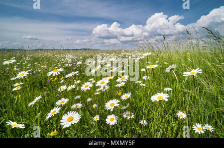 Weißen Gänseblümchen im Frühjahr die Wiese. Ox-eye Daisy. Leucanthemum vulgare. Idyllischer Blick auf schönen Margeriten im grünen Gras. Blauer Himmel und weiße Wolken. Stockfoto