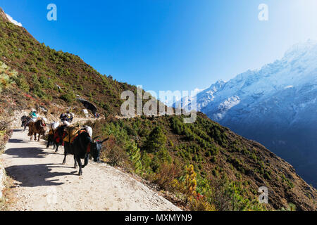 Yak auf dem Everest Base Camp Trail, Sagarmatha Nationalpark, UNESCO-Weltkulturerbe, Khumbu Valley, Nepal, Himalaya, Asien Stockfoto