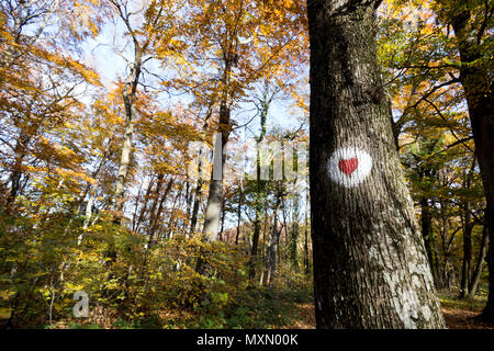 Rotes Herz auf Baum im Wald lackiert Stockfoto