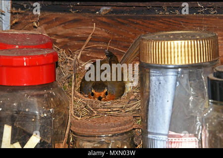 Eine europäische Robin (Erithacus rubecula ssp melophilus seine Eier brüten in seinem Nest in einem Garten in Südengland Schuppen) Stockfoto