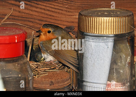 Eine europäische Robin (Erithacus rubecula ssp melophilus) an seinem Nest mit jungen Küken in einem Garten in Südengland vergossen Stockfoto