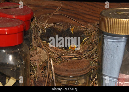 Junge europäische Robin (Erithacus rubecula ssp melophilus) Küken im Nest in einem Garten in Südengland vergossen Stockfoto