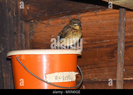 Die letzten Küken aus einem Europäischen Robin (Erithacus rubecula ssp melophilus) Nest in einem Garten in Südengland schuppen Flügge Stockfoto