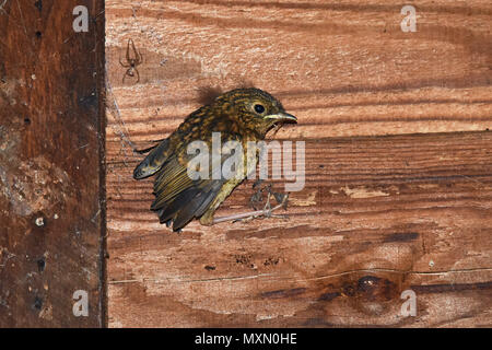 Die letzten Küken aus einem Europäischen Robin (Erithacus rubecula ssp melophilus) Nest in einem Garten in Südengland schuppen Flügge Stockfoto