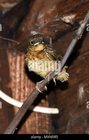 Die letzten Küken aus einem Europäischen Robin (Erithacus rubecula ssp melophilus) Nest in einem Garten in Südengland schuppen Flügge Stockfoto