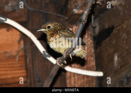 Die letzten Küken aus einem Europäischen Robin (Erithacus rubecula ssp melophilus) Nest in einem Garten in Südengland schuppen Flügge Stockfoto