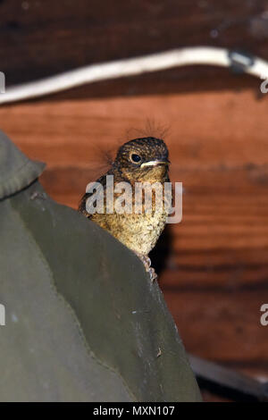 Die letzten Küken aus einem Europäischen Robin (Erithacus rubecula ssp melophilus) Nest in einem Garten in Südengland schuppen Flügge Stockfoto