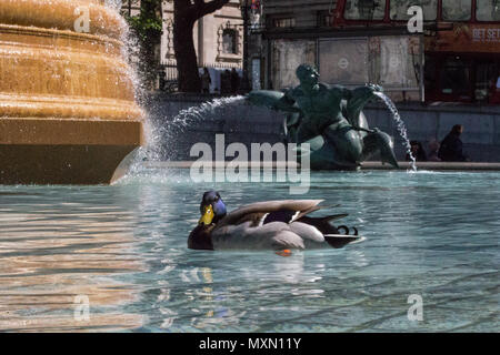 Ein paar Enten nehmen eine Kühlung um den Brunnen am Trafalgar Square Schwimmen während der Bank Holiday Hitzewelle. Mit: Atmosphäre, Wo: London, England, Großbritannien Wann: 04. Mai 2018 Credit: Wheatley/WANN Stockfoto