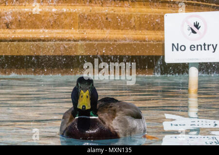 Ein paar Enten nehmen eine Kühlung um den Brunnen am Trafalgar Square Schwimmen während der Bank Holiday Hitzewelle. Mit: Atmosphäre, Wo: London, England, Großbritannien Wann: 04. Mai 2018 Credit: Wheatley/WANN Stockfoto