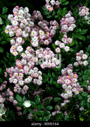 Ballerina Rose (Bentall 1937) Stockfoto