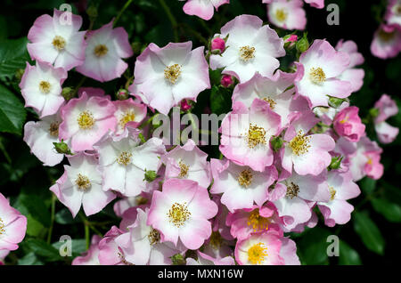 Ballerina Rose (Bentall 1937) Stockfoto