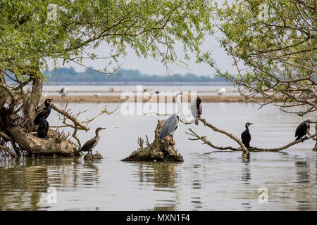 Graureiher Ardea cinerea Vogel, Latein, steht auf einem toten Baum unter mehreren Kormorane in den Gewässern der See Kerkini, Nordgriechenland im Schatten der Willow Tree Stockfoto