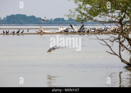 Pelikan und Kormoran Kolonien in Frieden in den Gewässern der See Kerkini, Nordgriechenland koexistiert. Graureiher Vogel fliegt über sie. Stockfoto