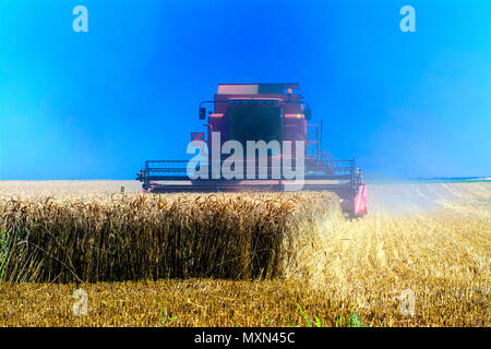 Mähdrescher arbeiten während der Erntezeit auf goldenen Feldern unter klarem blauem Himmel in der Auvergne, Frankreich Stockfoto