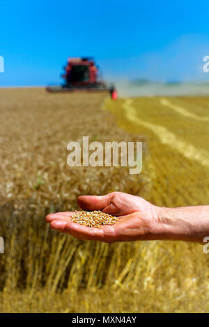 Weizenkörner, das während der Erntezeit in der Hand des Landwirts gehalten wird, auf sonnigem Feld mit Maschinen im Hintergrund, Auvergne Rhône Alpes, Frankreich Stockfoto