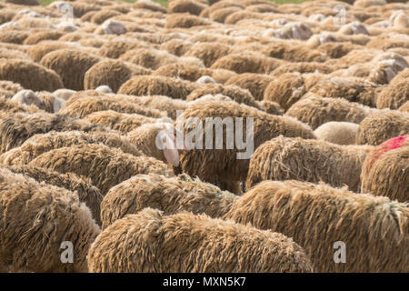 Eine Herde Schafe weiden Stockfoto