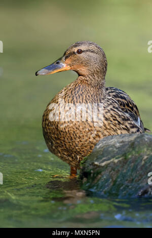 Mallard/Wild Duck (Anas platyrhynchos), Weibliche ruht, stehend im flachen Wasser, schönes Licht, aufmerksam beobachten, Wildlife, Europa. Stockfoto