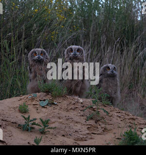 Eurasischen Uhus/Europaeische Uhus (Bubo bubo), drei junge Küken, steht auf einer kleinen Anhöhe, Mutig, mutig, lustig, Tierwelt, Euro Stockfoto