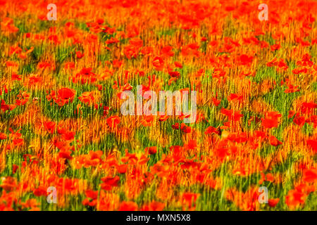 Feld mit Sonnenblumen in der Limagne, Puy de Dome Abteilung, Auvergne-Rh ône-Alpes, Frankreich Stockfoto