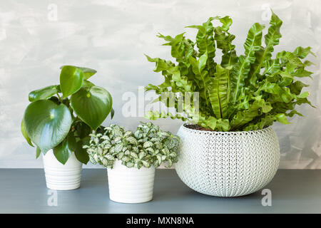 Zimmerpflanzen Asplenium Nidus, peperomia und fittonia in Blumentöpfen Stockfoto