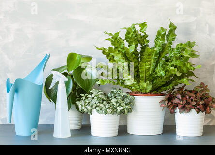 Zimmerpflanzen Asplenium Nidus, peperomia und fittonia in Blumentöpfen Stockfoto