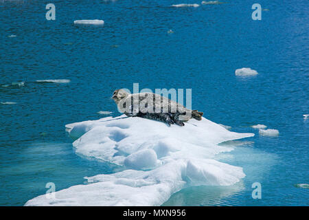 Seehunde (Phoca vitulina), Mutter mit Pub auf Eisscholle auf Sawyer Gletscher, Tracy Arm Fjord, in Alaska, North Pacific, USA Stockfoto